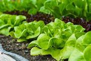 Lettuce field Adobe Stock