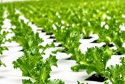 NE Staay iceberg leaf lettuce