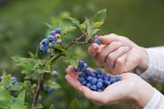 GEN Blueberries AdobeStock_54426492[1]