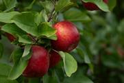 Envy orchard photo