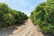 Florida orange orchard Adobe Stock