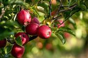 CMI Orchards apple orchards