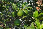 Persian limes