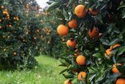 Orange Grove in rain Adobe Stock