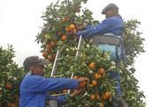 Picking citrus South Africa