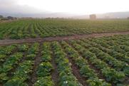 North Macedonia cabbage