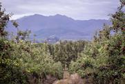 Western Cape apple production South Africa Adobe Stock