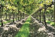 Chilean kiwifruit