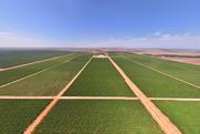 Talia Farms Colliers