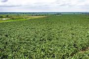 EC banana plantation