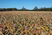 Australian pineapples are grown in Queensland