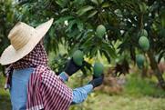 Thailand orchard mango worker labour picker AdobeStock_503690454