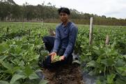 FairFruit green beans farmer