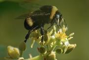 Bumblebee avocado flower pollination