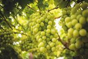 RSA South Africa table grapes