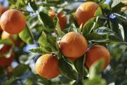 Albanian mandarins