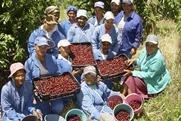 South Africa cherry pickers Ceres