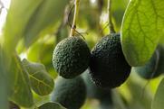 Pico avocados