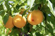 PGI Cieza Peach