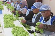 Table grape packhouse South Africa