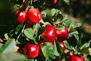 Rockit apples