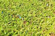 banana plantation in the Philippines Adobe Stock