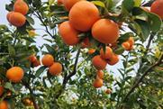 Mayview Citrus Warakirri Asset Management