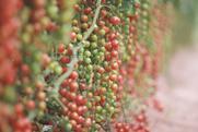 Cherry tomatoes
