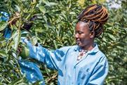 Karakuta avocado picking