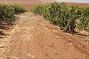 Israel citrus