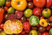 GEN tomatoes AdobeStock_121470119