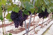 PL Mazovia grapes Biedronka