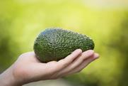 avocado-harvest