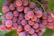Naturitalia Sweet Celebration grapes