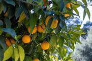 TU Citrus tree