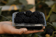 Pairwise Fontana blackberry