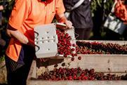 TasmanianCherries