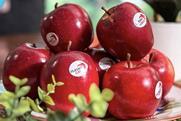 Flash Gala apples piled