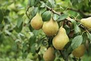 Pears on tree closeup Adobe Stock