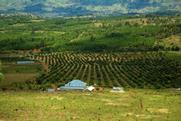 Tanzania avocado production Adobe Stock