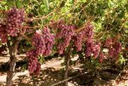 Red seedless table grapes California US Adobe Stock