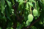 Mango Pakistan orchard production Adobe Stock