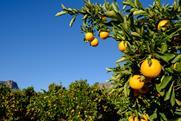 Valencia oranges Cederberg South Africa