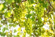 Korean Shine Muscat Grapes