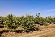 Western Cape lemon orchard South Africa Adobe Stock