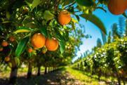 Oranges on tree