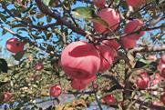 Weather damaged Apples in a Shandong Orchard, China