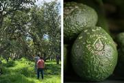Eosta Organic Raingrown avocados Avova