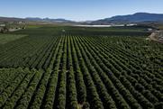 Citrus groves Western Cape South Africa Adobe Stock