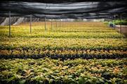 ropic  Rahan facility in The Philippines 2
